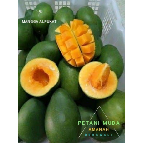 bibit mangga Alpukat