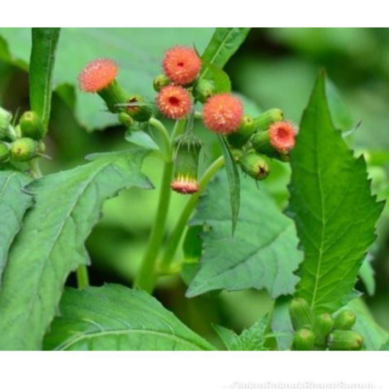 

Lalapan Daun Sintrong 1Kg Tanaman Herbal Lalapan Daun Sintrong Jaleuntir Loppot Lappot Alahalah Galuh-Galuh Bayan bayam pakan gulma; Pusat Tanaman Sumatera