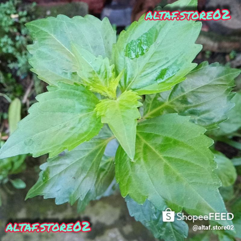 

Daun kumis kucing segar - obat herbal - Daun batang kumis kucing segar 100gr - obat herbal