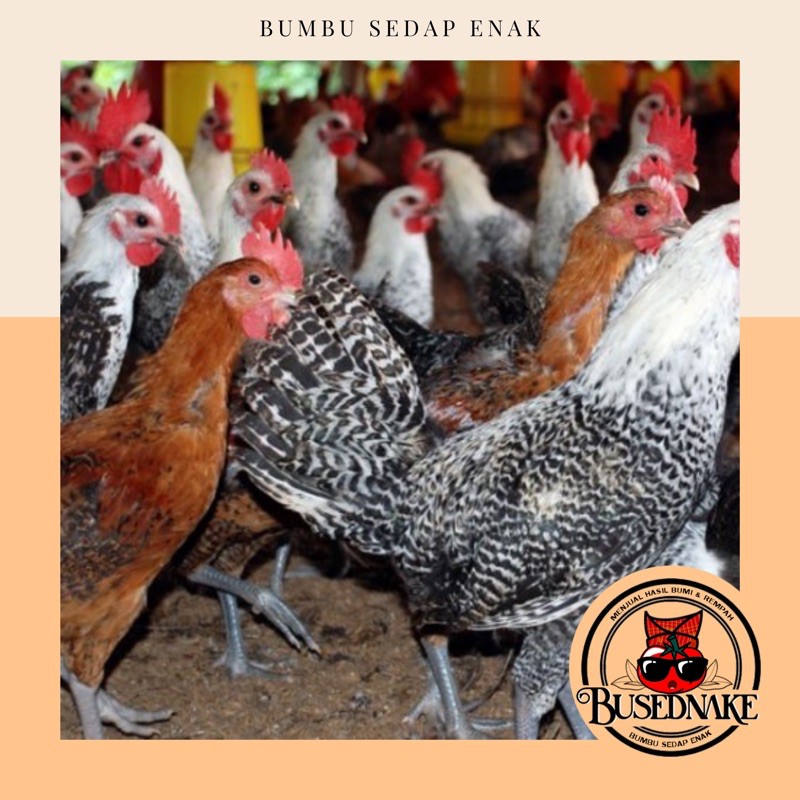 

1 Ekor Ayam kampung potong
