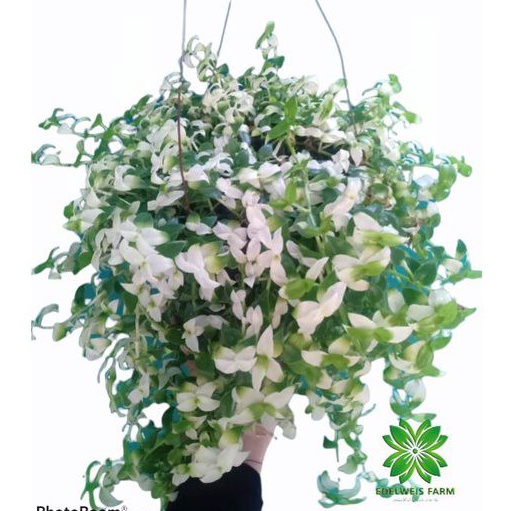 TANAMAN HIAS Sabrina putih | air mata janda