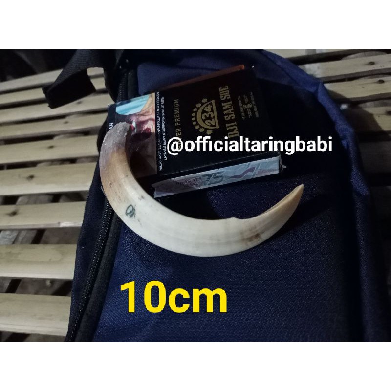 10cm Original Taring Babi Officialtaringbabi