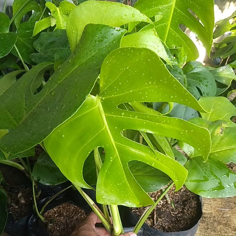monstera Brazilian/borsigiana