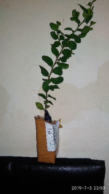 Pohon Bidara Arab Tinggi 20cm