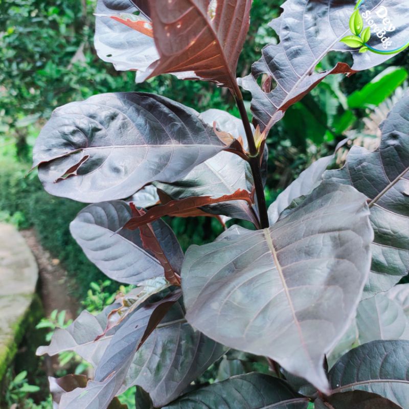 

Daun Handelem Atou Daun Ungu per 500 Gram
