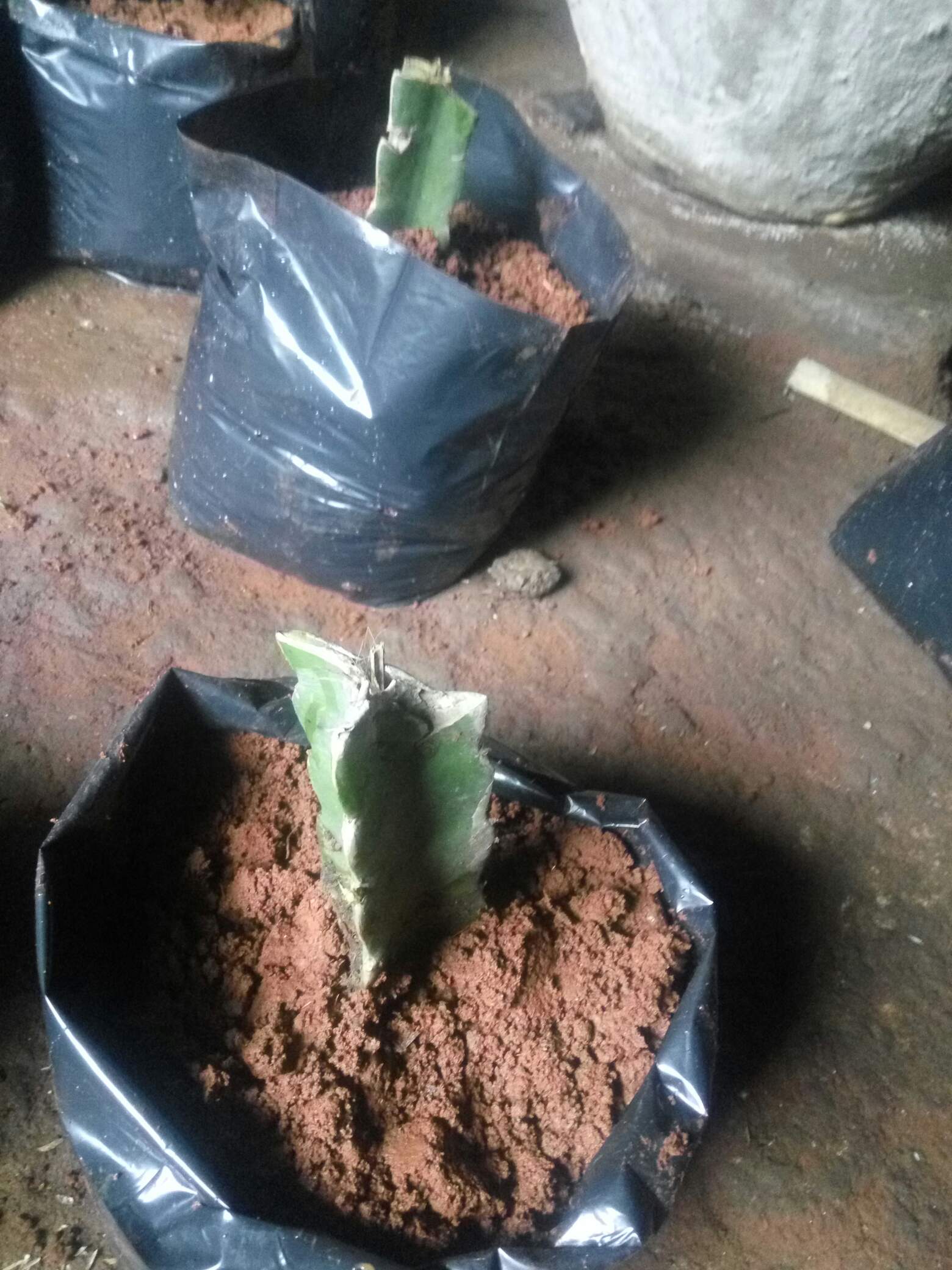 K0i Tanaman Bibit Buah Naga Orange