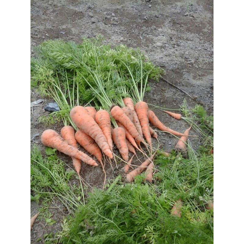 120 Biji- Benih Wortel Manis - Benih Biji Bibit Tanaman Sayur Sayuran wortel