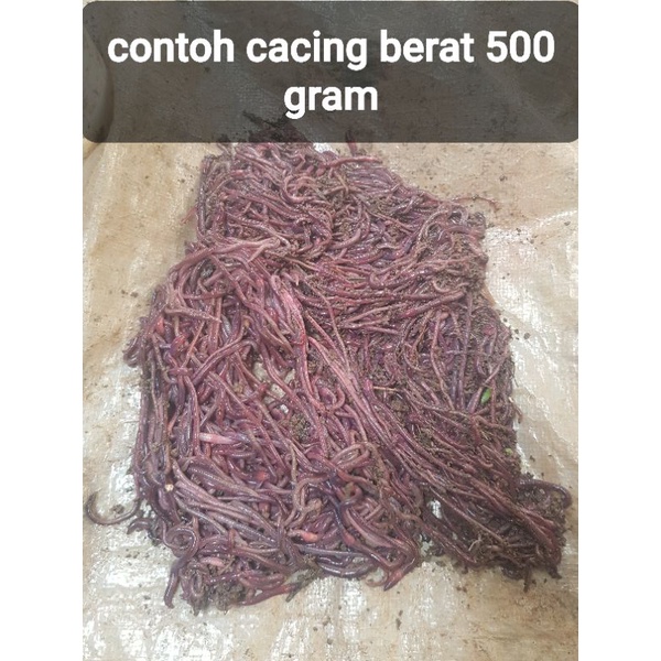 cacing anc/cacing merah/cacing tanah berat 500 gram