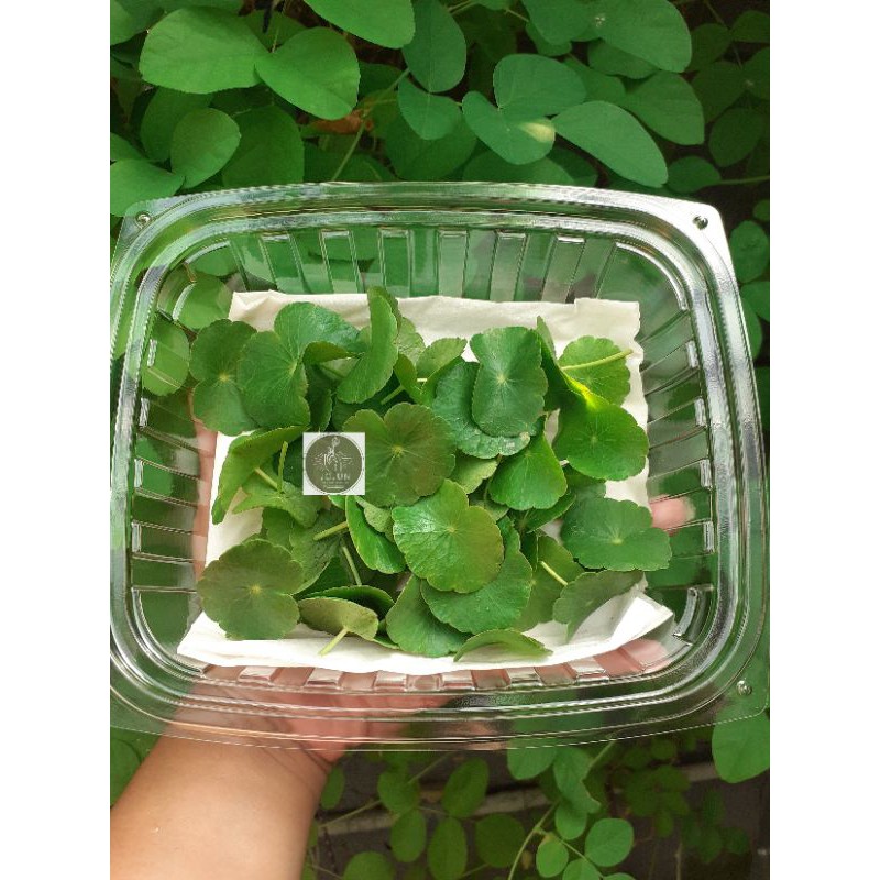 

pegagan leaf / cantela leaf