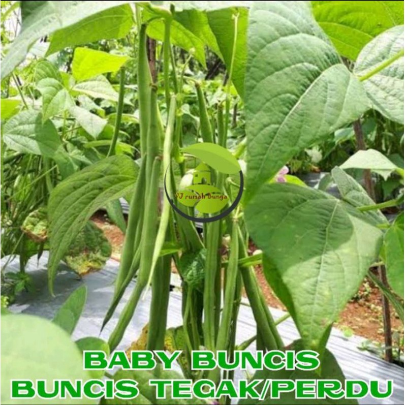 benih bibit buncis tegak baby buncis tegak