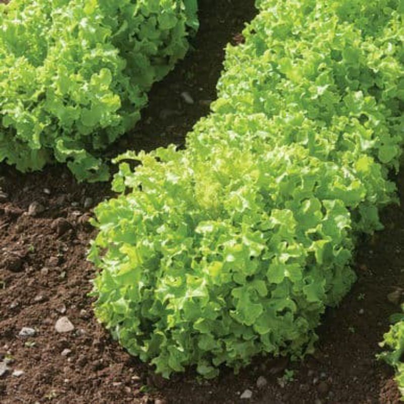 BENIH LETTUCE SALAD BOWL GREEN HAIRA SEED-SELADA KERITING BOWL GREEN