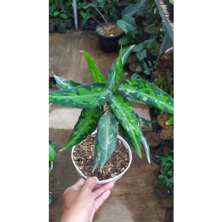 Pictum Tricolor