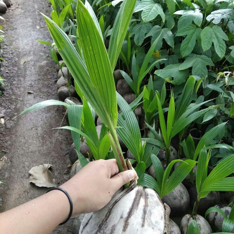 Bibit Tanaman Buah Kelapa Hibrida-3