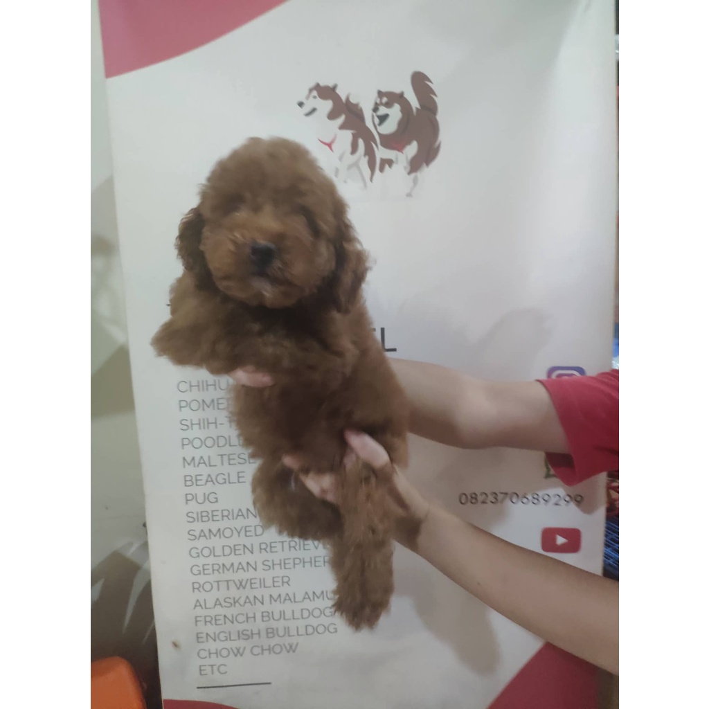 Red Toy Poodle Tiny Poodle Stb Vaksin Microchip Super Red Apricot Brown Toy Poodle Ready / Jual Anjing di Medan