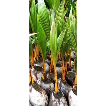 bibit kelapa gading orange