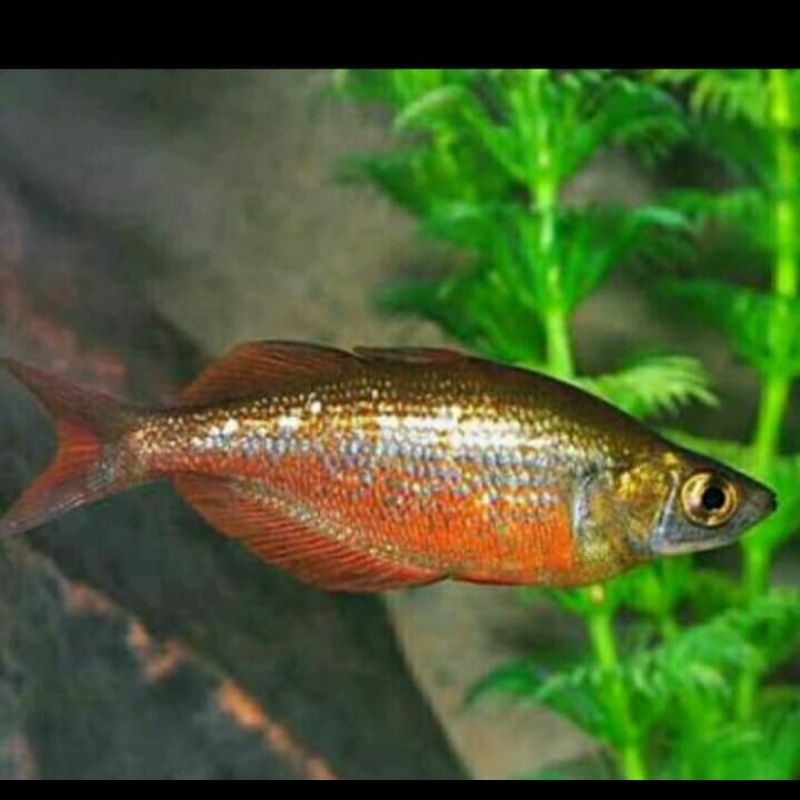 Ikan Hias Rainbow Merah Red Aquarium Aquascape
