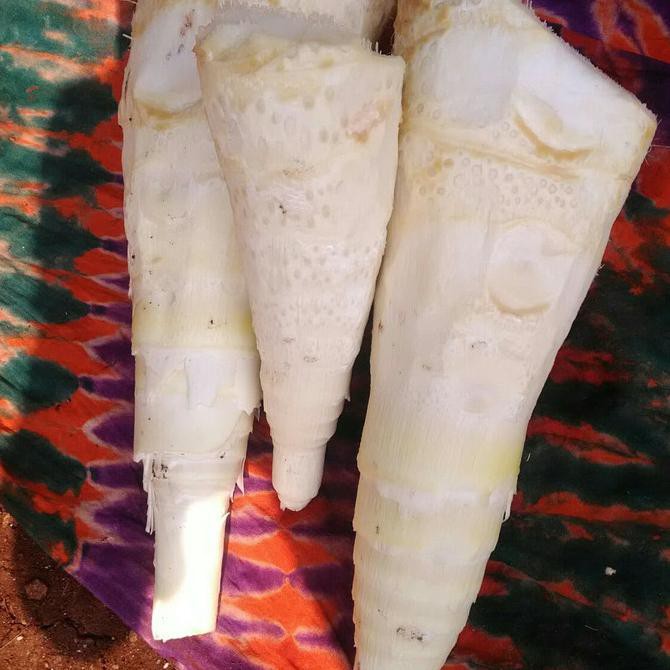 

rebung sayur sudah bersih