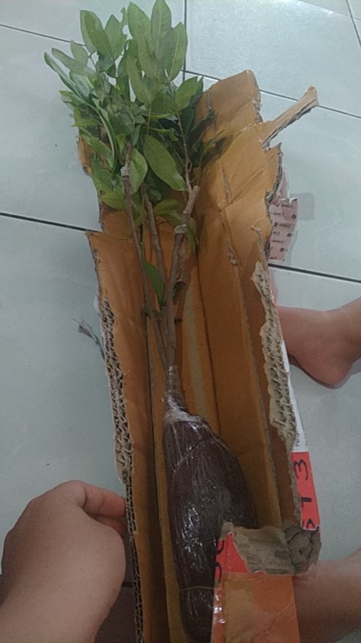 Bibit Kelengkeng Matalada