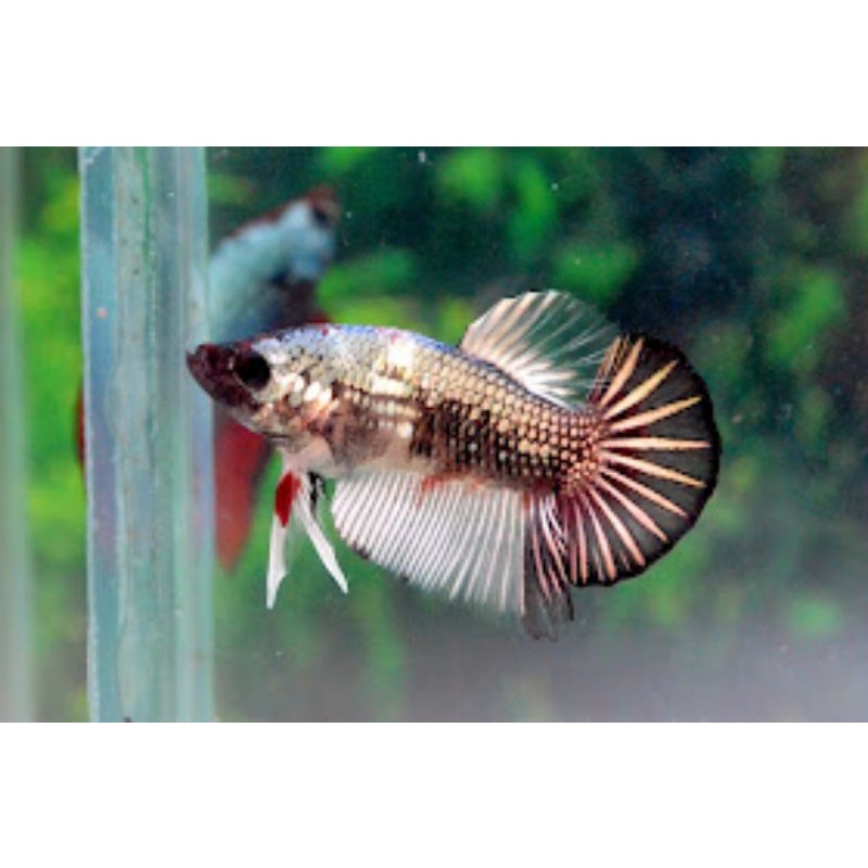 IKAN CUPANG BABY HMPK COPPER TERMMURAH 