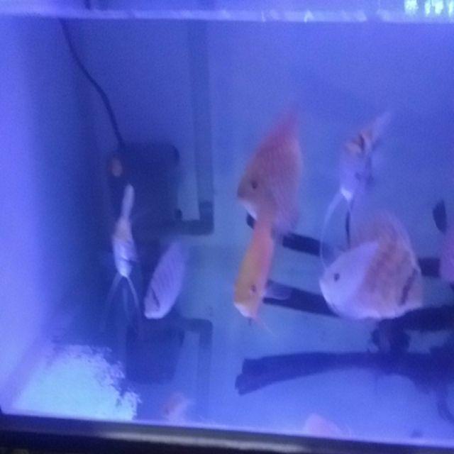 Promo Yamano Sp-1800/ Yamano1800 /sp1800 Pompa Aquarium Hidroponik