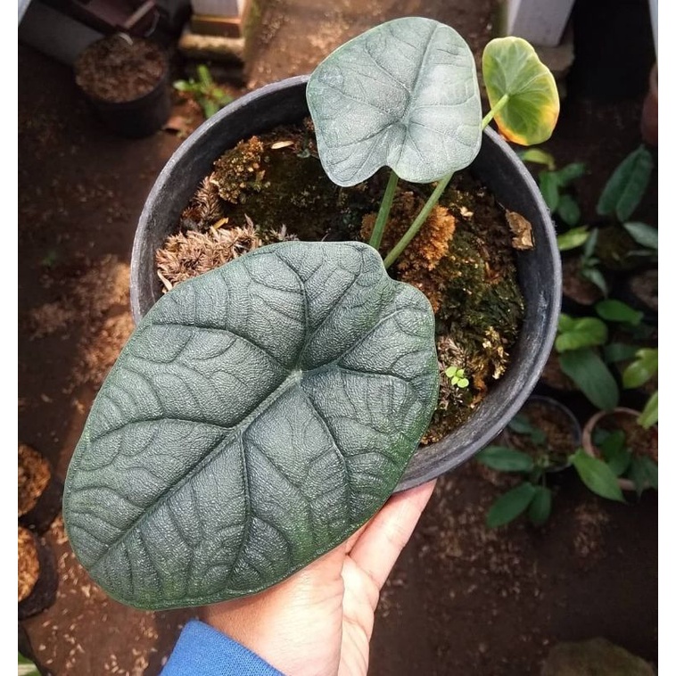 Alocasia melo/alocasia maharani/alocasia melo badak/alocasiamelow