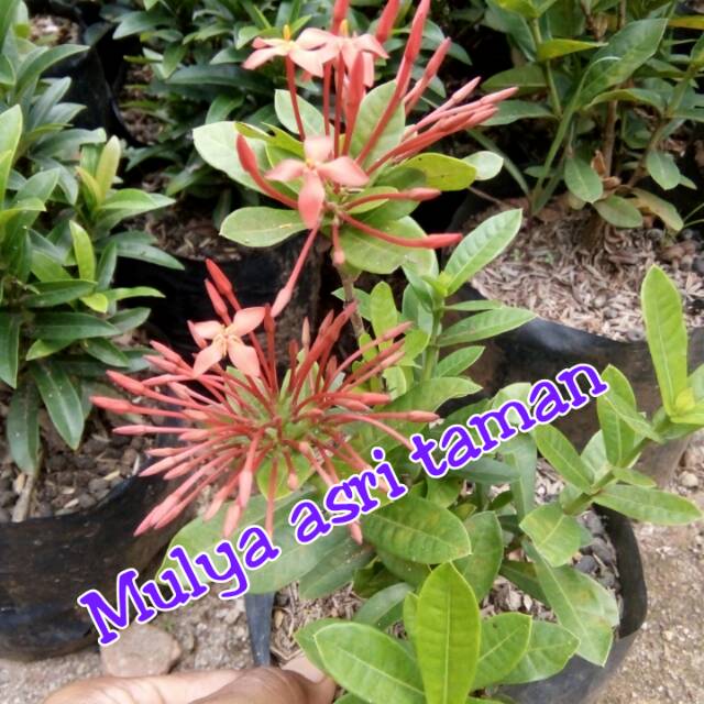 Tanaman hias soka jepang bunga merah/pohon soka jepang