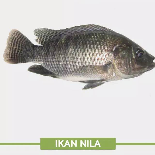 Ikan Nila / Berat 1000 gram