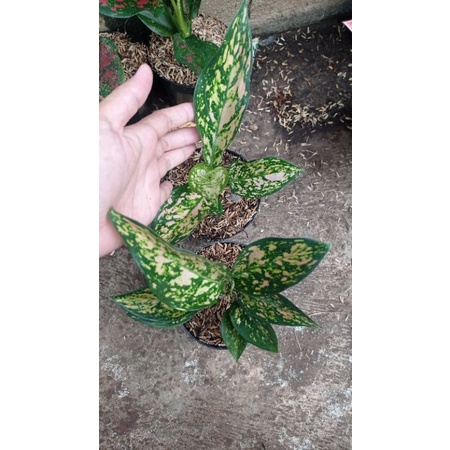 aglonema. ruby orange