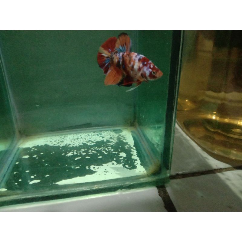 IkanCupangNemoGalaxy