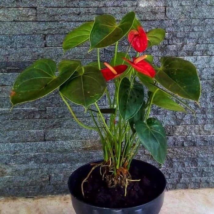 tanaman hias anturium Mickey mouse bunga merah - anthurium - antorium