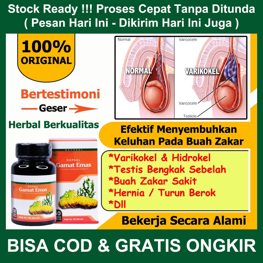

Obat Varikokel Herbal Hidrokel Buah Zakar Bengkak Sebelah Sakit Biji Jakar Gamat Emas Kapsul Asli