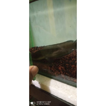 chana warti karbialong