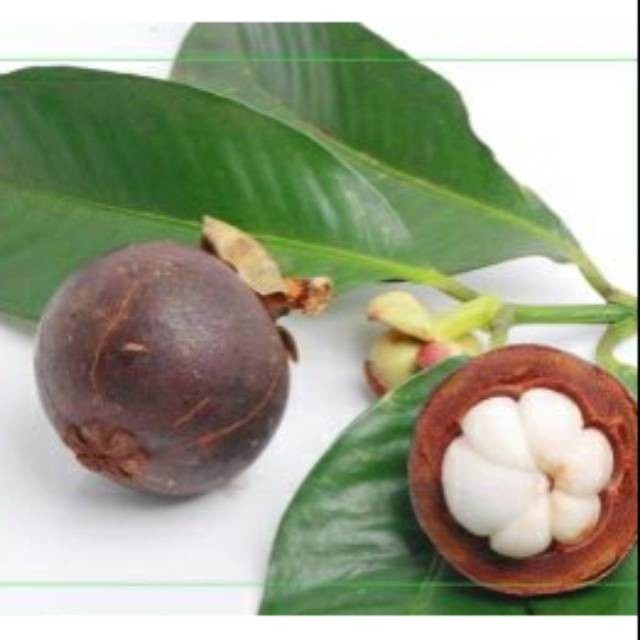 

DAUN MANGGIS SEGAR ( Perlembar )