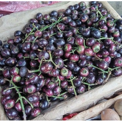 

Buah Kupa / Gowok [ 500gr / 1kg ] Buah Fresh Bandung
