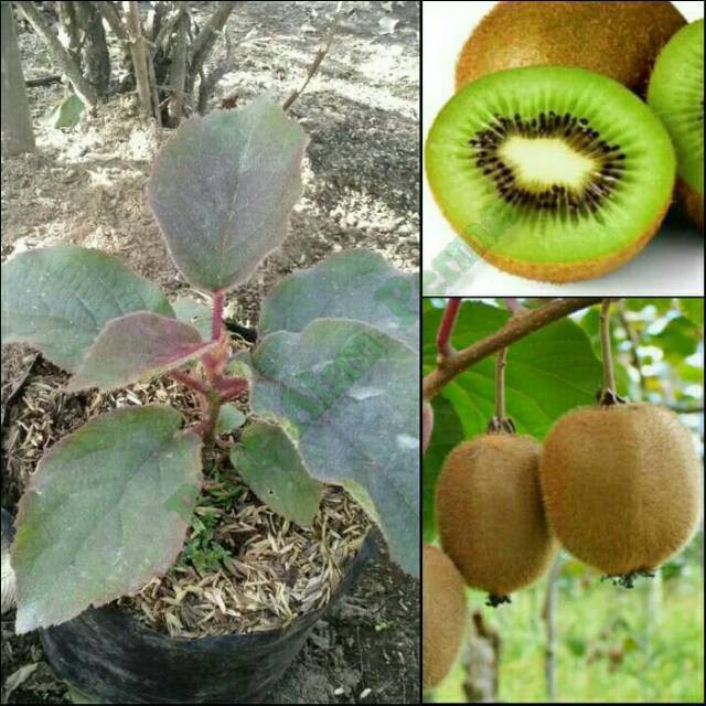 Tanaman Buah Kiwi bibit buah kiwi asli