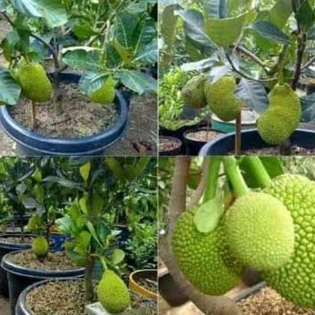 Bibit nangka madu super Asli Bisa Cod