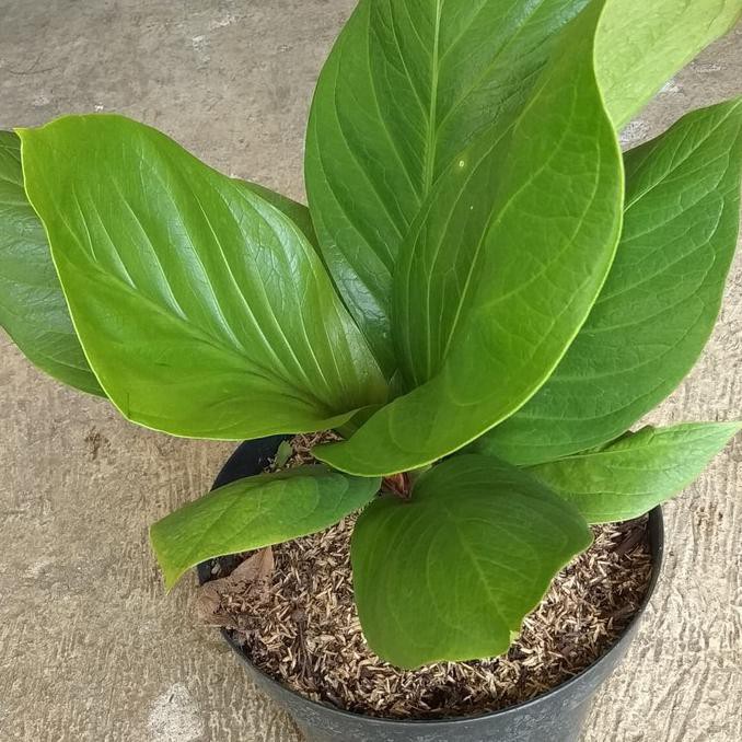 Tanaman Anthurium Jemani Cobra/ Anjamani Kobra
