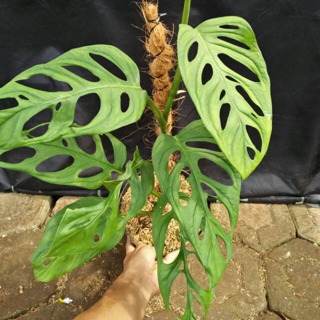 Philodendron Monstera Andansoni Monstera Adansonii Tanaman Indoor Shopee Indonesia