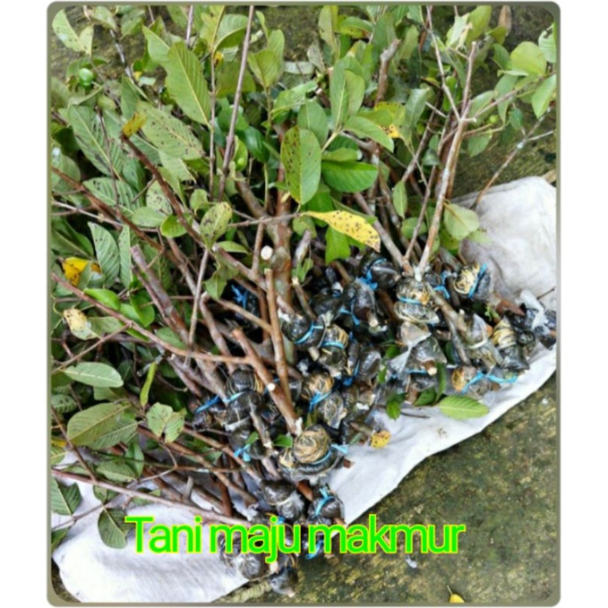 BIBIT JAMBU KRISTAL POTONG CANGKOK//FRESS CANGKOK JAMBU KRISTAL PUTIH NON BIJI