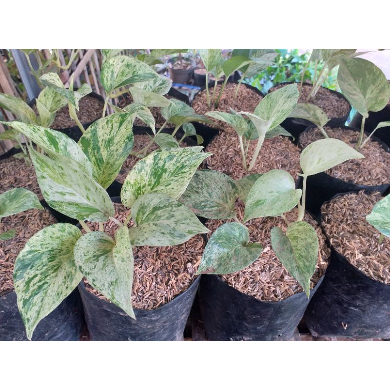 Epipremnum marble queen (srigading marble)