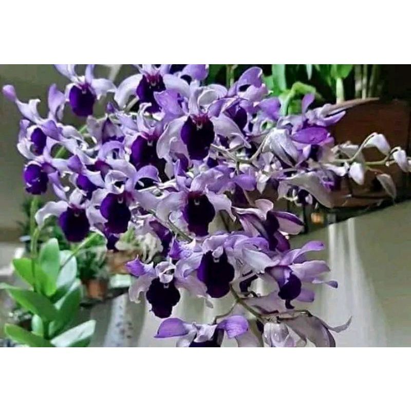 TANAMAN HIAS ANGGREK DENDROBIUM BUNGA ANGGREK PURPLE KRITING