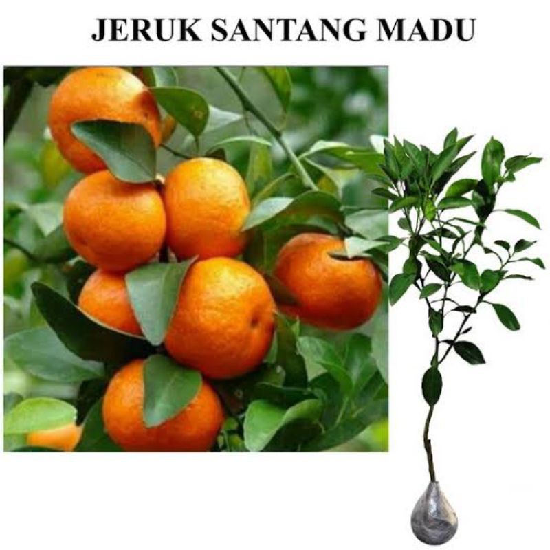 jeruk santang berbuah
