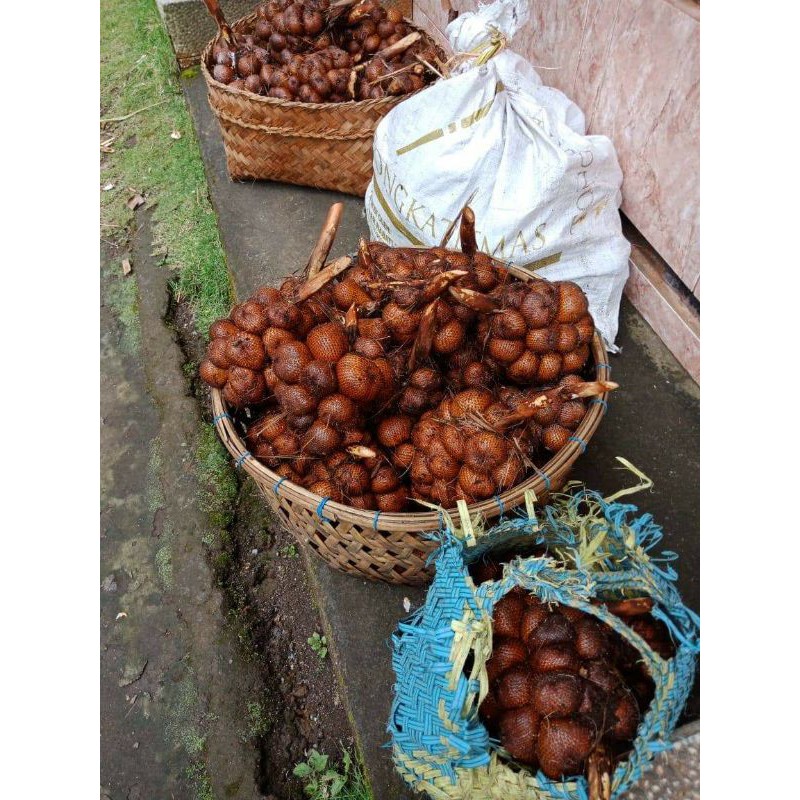 

SALAK GULA PASIR