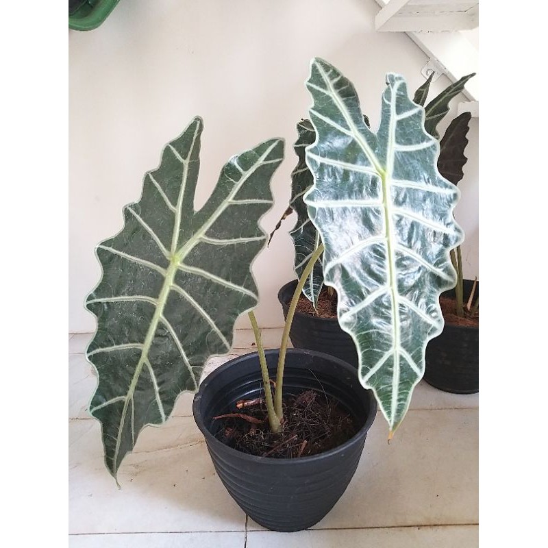 keladi amazon size besar 2 daun