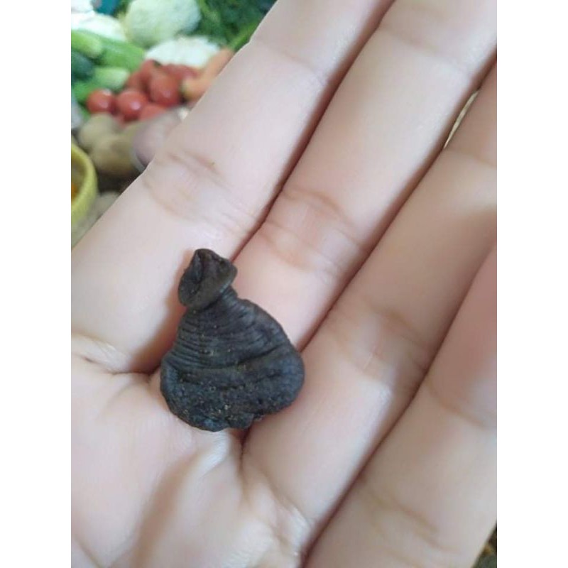 

empot ayam
