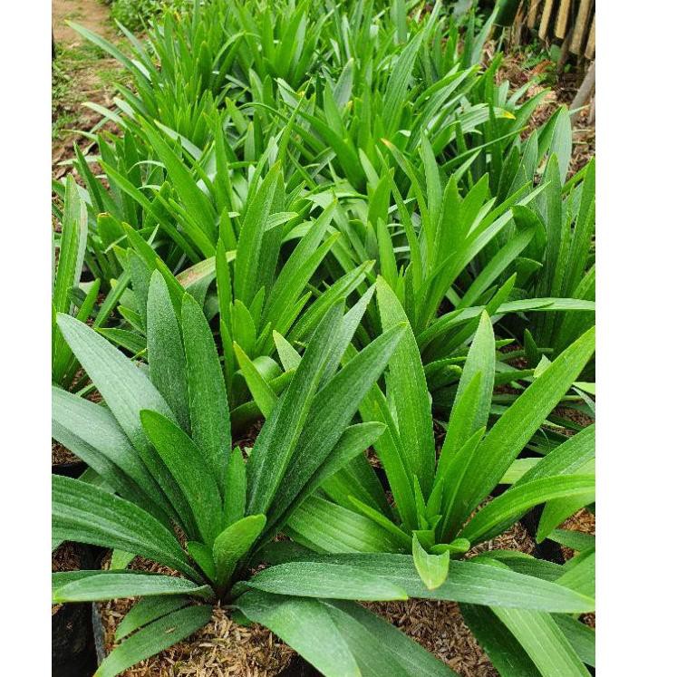 Terupdate Bibit bunga lily casablanca 06D