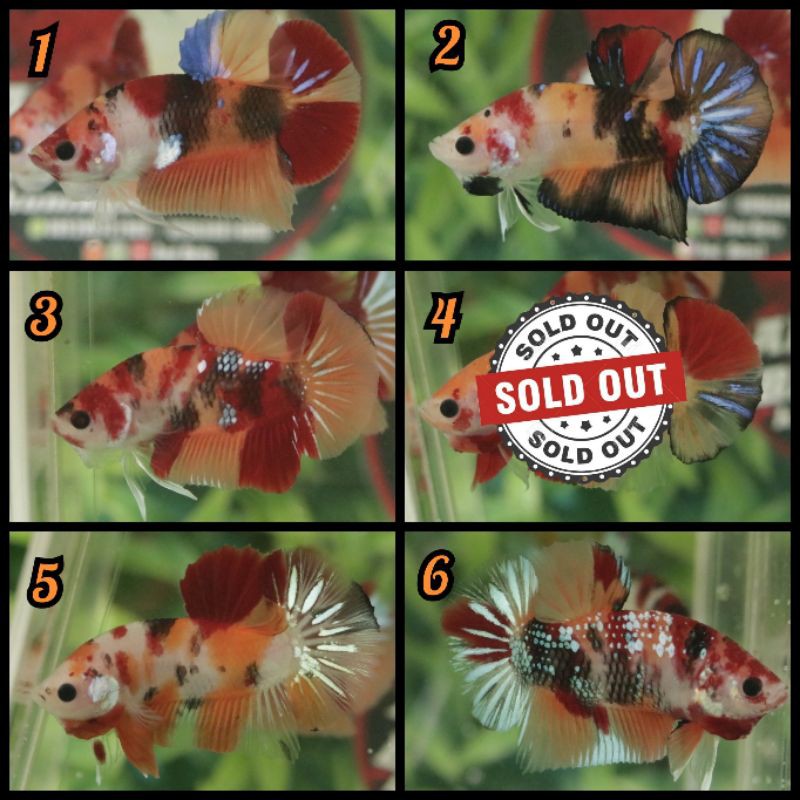 Ikan Cupang Nemo emerald / Galaxy / Candy/Leopard copper