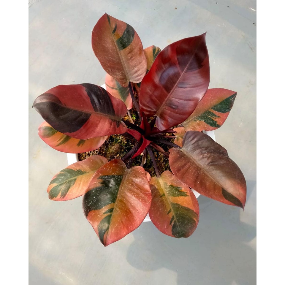 Philodendron Black Cardinal Varigata Philo Anakan Tanaman Pilodendron Tanaman Hias Murah Tanaman Hia
