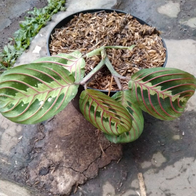 tanaman hias calathea kepiting