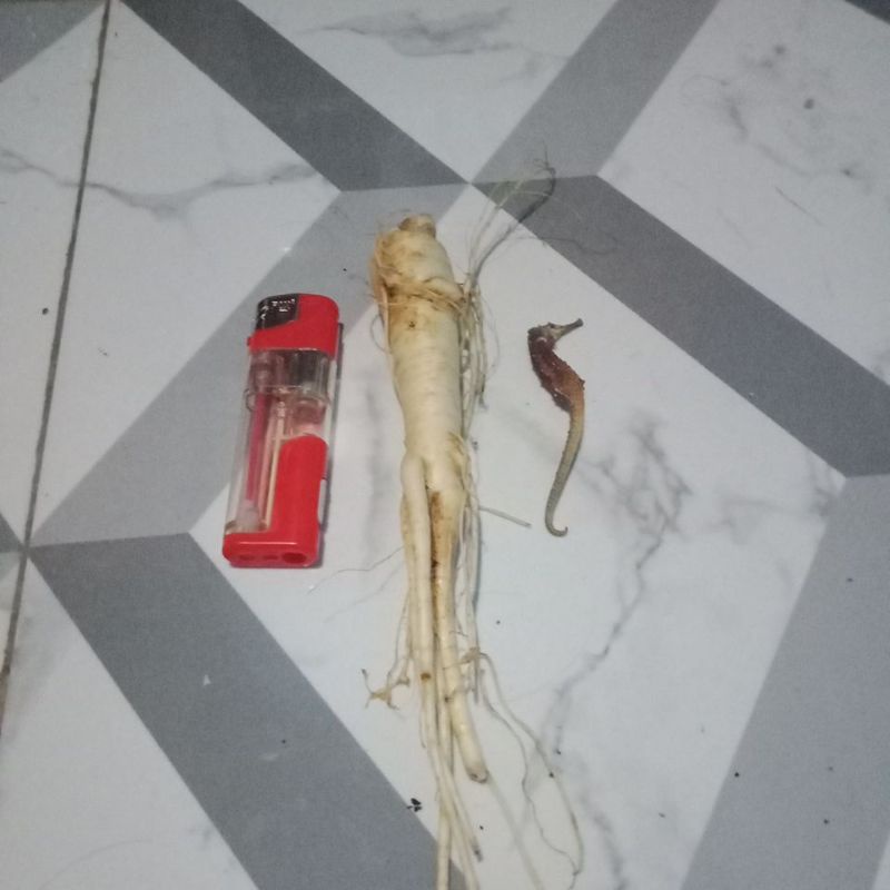 

gingseng + kuda laut.